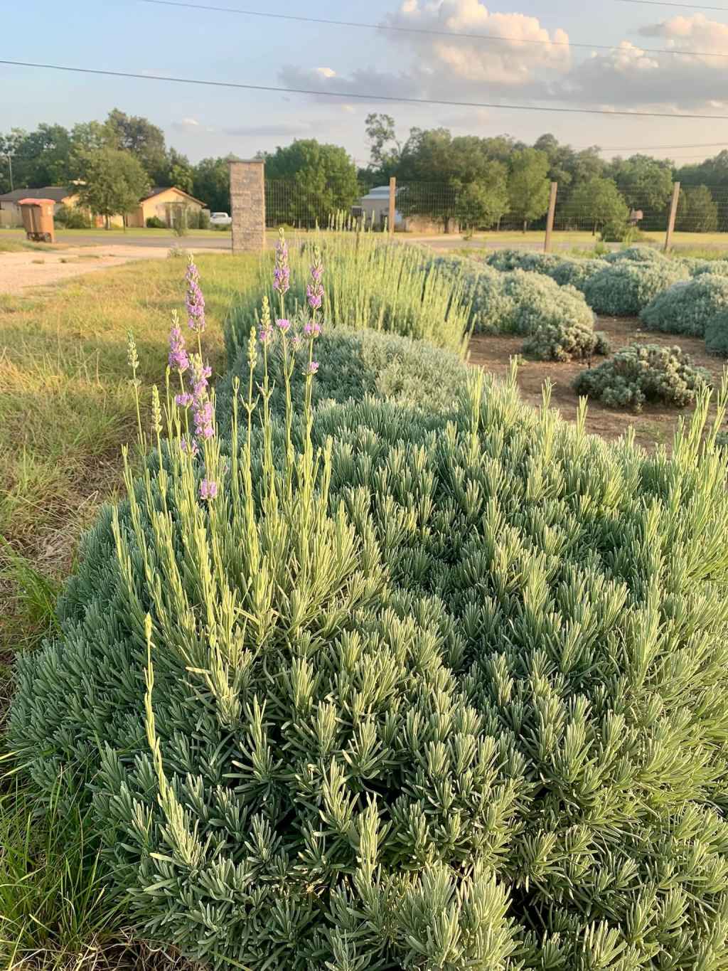 Two Acres TX: Growing Something Beautiful